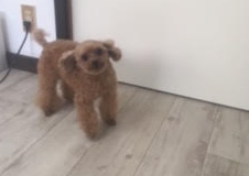あああああ あああああ