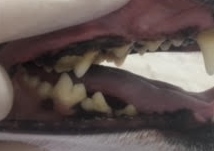ああ ああ