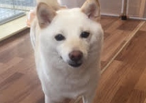 あああああ あああああ