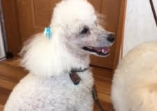 あああああ あああああ