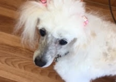 あああああ あああああ
