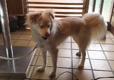 あああああ あああああ
