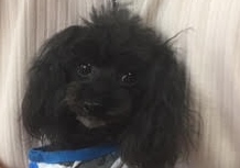 あああああ あああああ