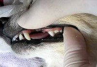 あああ あああ