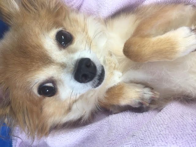 あああああ あああああ
