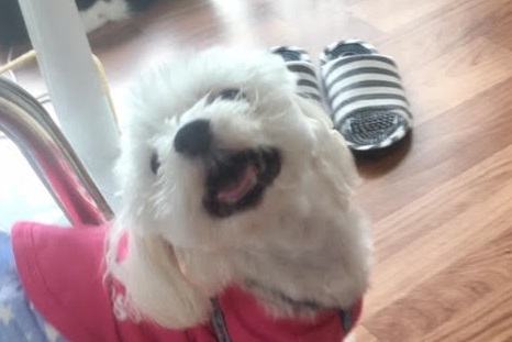 あああああ あああああ