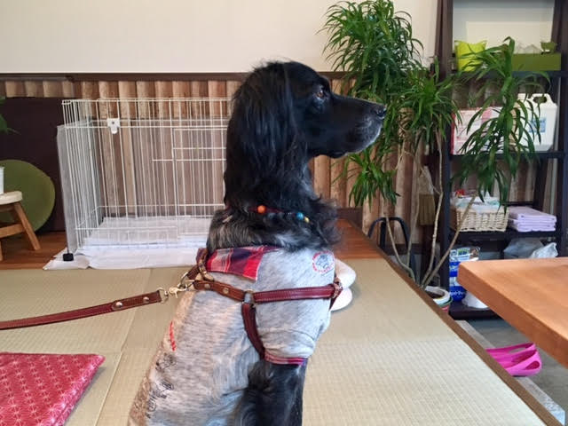 あああああ あああああ